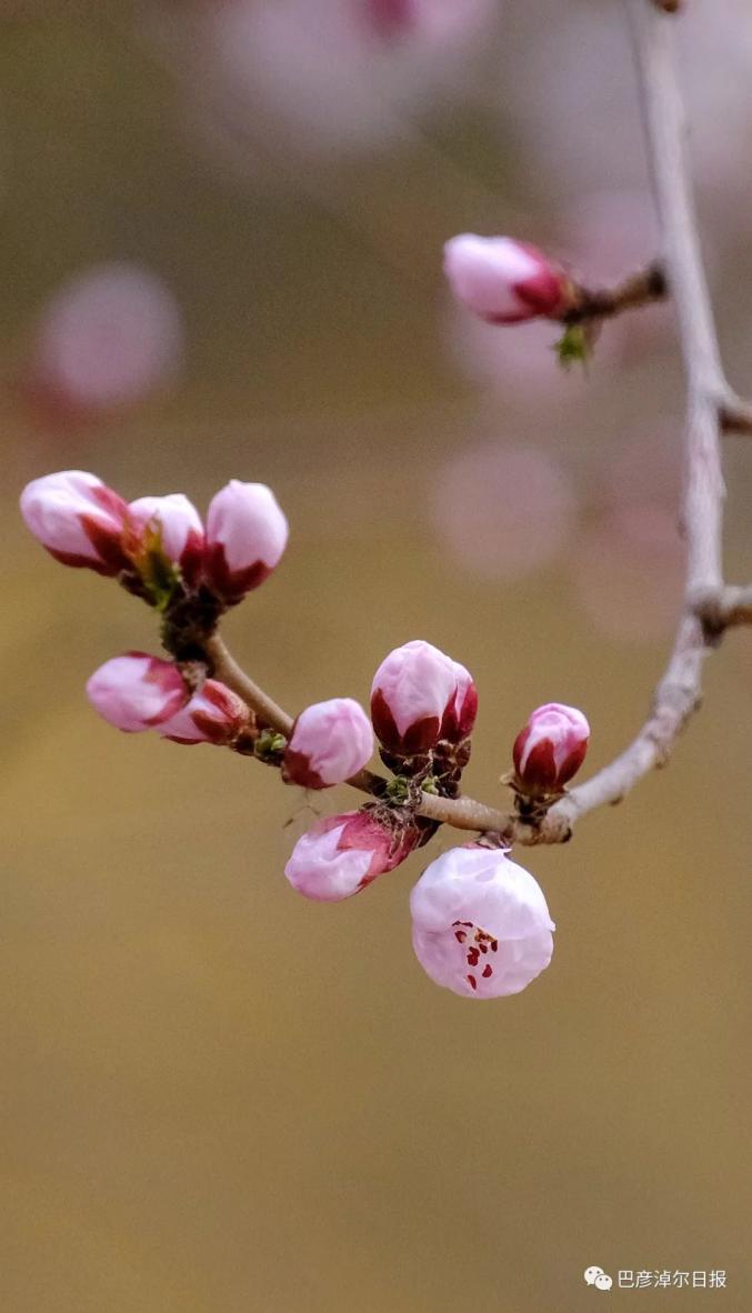 桃花灼灼妖芳华_桃花小妹之余一的桃花_桃花妖