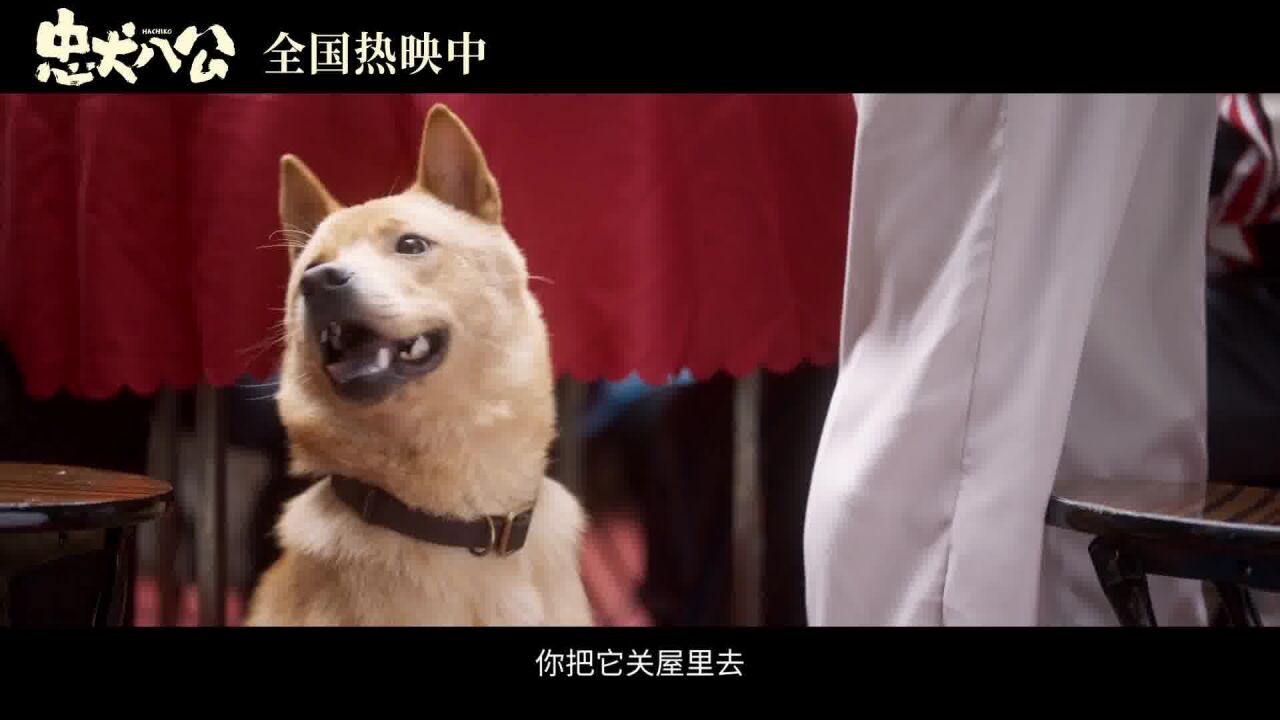 忠犬八公免费观看完整版_忠犬八公官方免费观看_忠犬八公在线看