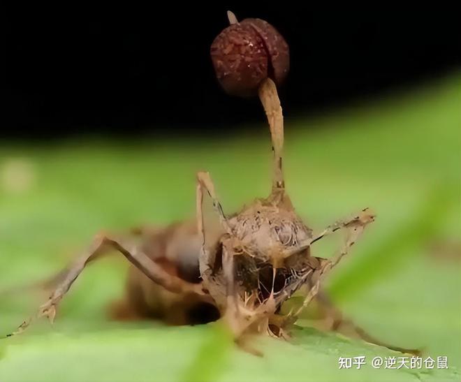 午夜凶铃解说非恐怖版_午夜危机手机版解说游戏_搞笑解说午夜凶铃