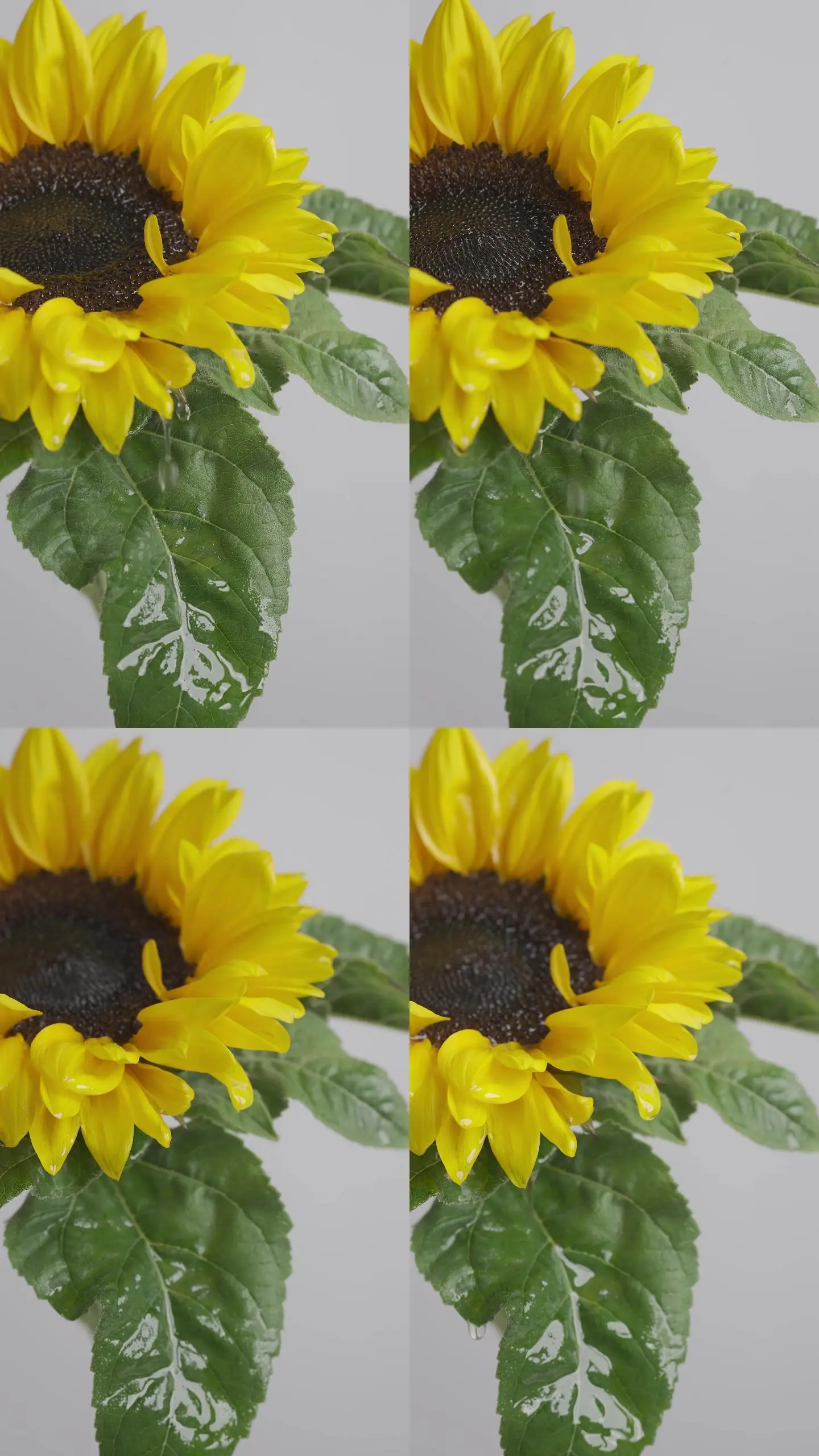 花瓣剪辑怎么剪视频-花瓣剪辑：让视频如诗如画，尽享浪漫与温柔