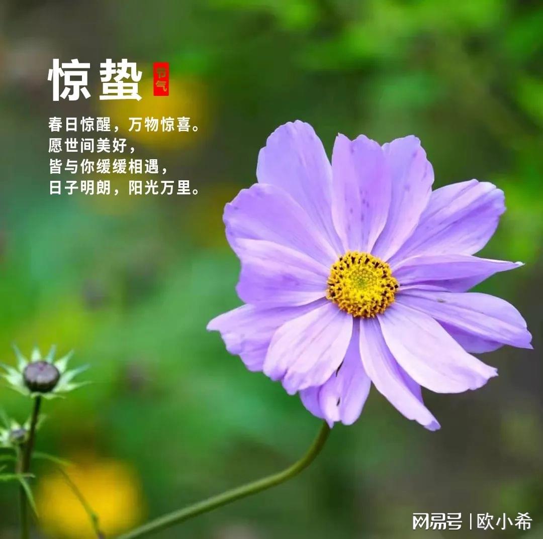 惊蛰图片设计素材_图片惊蛰祝福_惊蛰图片