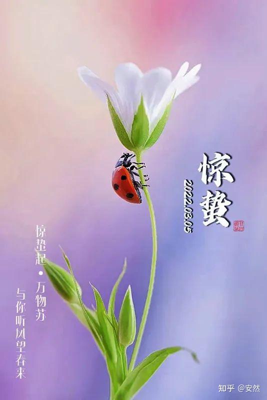 惊蛰图片_图片惊蛰祝福_惊蛰图片设计素材