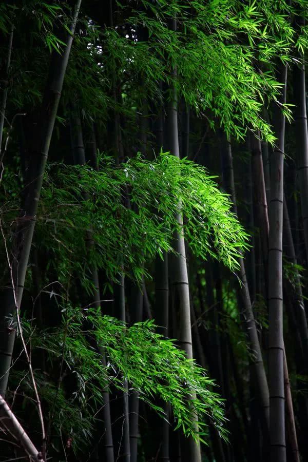 月见夜：温柔静谧的心灵净土，让你忘却喧嚣烦恼