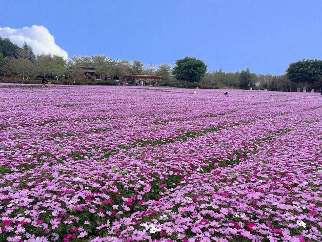 5月节日节气-五月：花香阳光交织，节日节气相伴，让人心花怒放