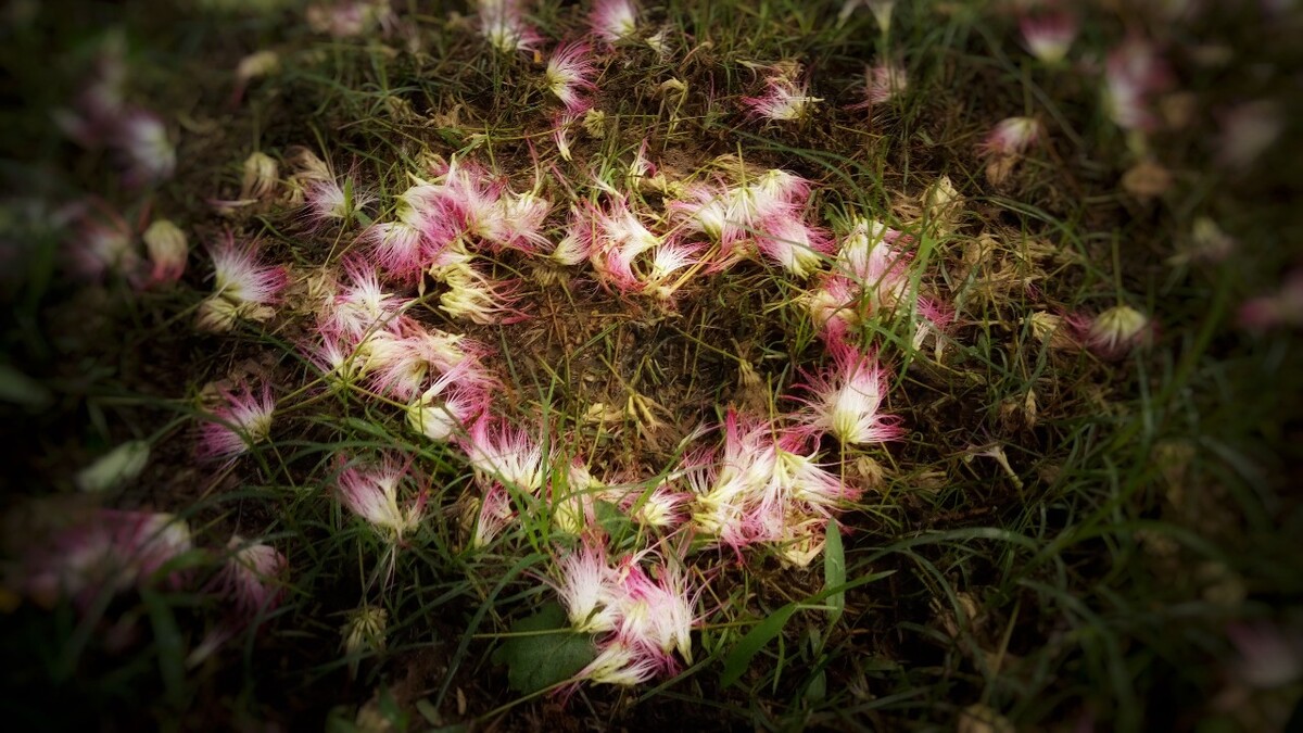 凉花_凉花胡桃简介_凉花怎么攻略