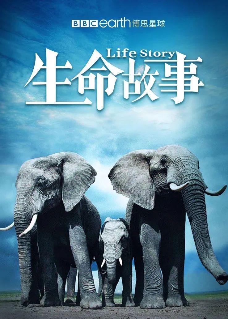 生命激流龙_生命激流龙召唤台词_生命激流龙卡组