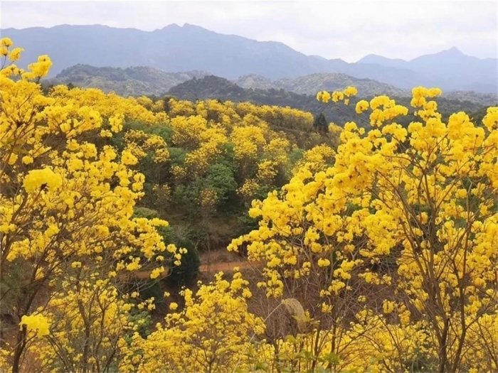 春暧花开性吧有你_春分开什么花_在春分开的花有哪些