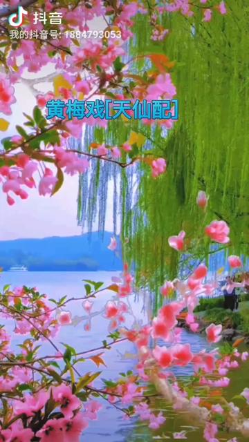 华芸_华莱黑茶加盟赚钱模式_华莱公司简介