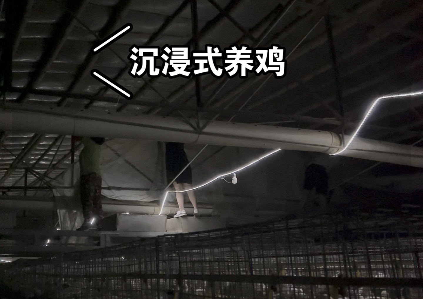 以前在手机上云养鸡的游戏_养鸡游戏赚钱是真的吗_有一款养鸡的游戏