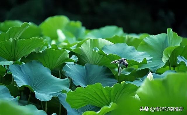 2022年12月1日_哈尼十月年_月年2023年