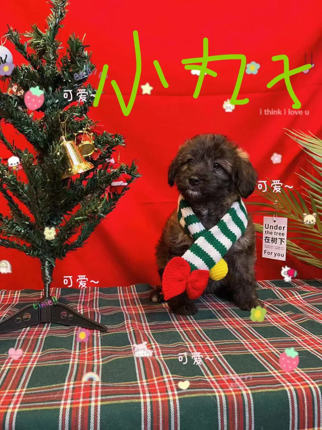 小猫喜欢在手机游戏_猫喜欢玩游戏_猫咪喜欢游戏