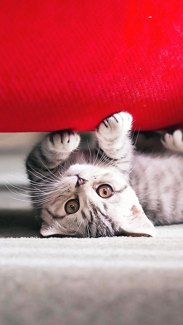 猫喜欢玩游戏_小猫喜欢在手机游戏_猫咪喜欢游戏