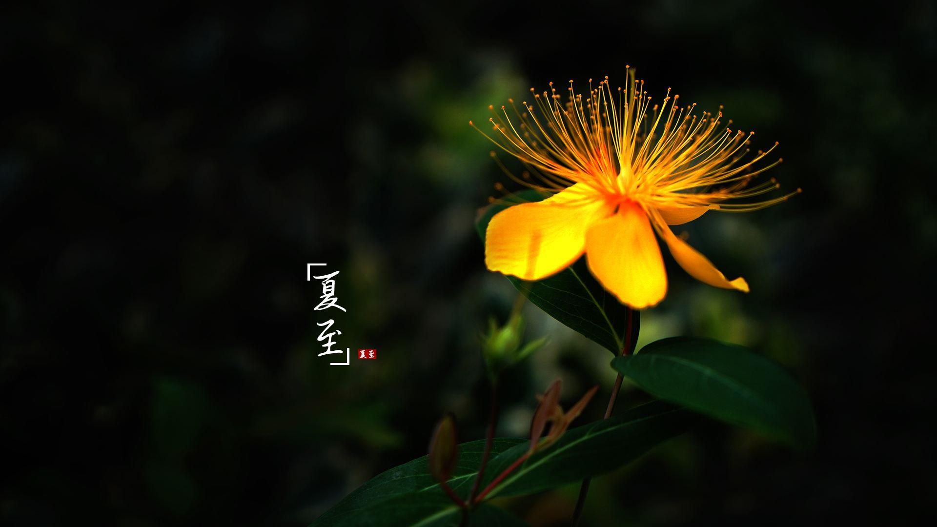 夏至节气的特点和风俗_风俗节气夏至特点是_风俗节气夏至特点有哪些