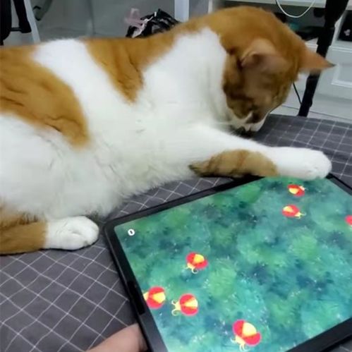 大蓝猫玩具工厂下载正版 