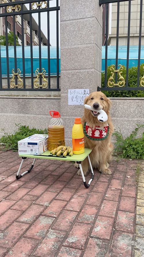 泡泡大作战游戏手机游戏 